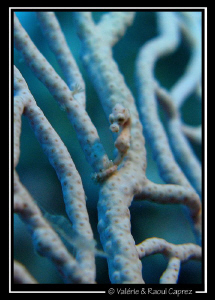 Hippocampus denise by Raoul Caprez 